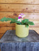 The Plant Farm® Houseplants Streptocarpus Gift Set! Get all 4 - Azure, Red Bicolor, White Ice, and Yellow Pink Cap, 4" Plant