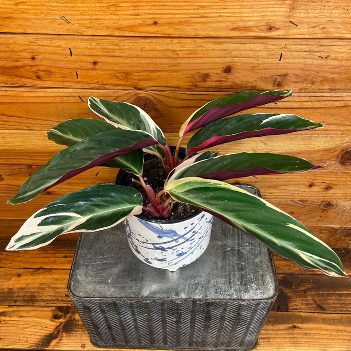 The Plant Farm® Houseplants Stromanthe Sanguinea Tricolor, 6" Plant