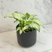The Plant Farm® Houseplants Syngonium Holly M, 4" Plant