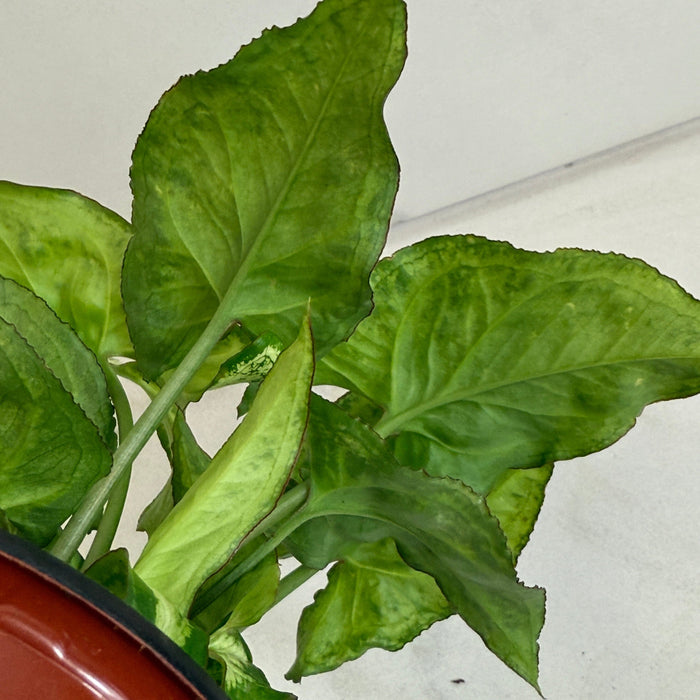 The Plant Farm® Houseplants Syngonium Holly M, 4" Plant