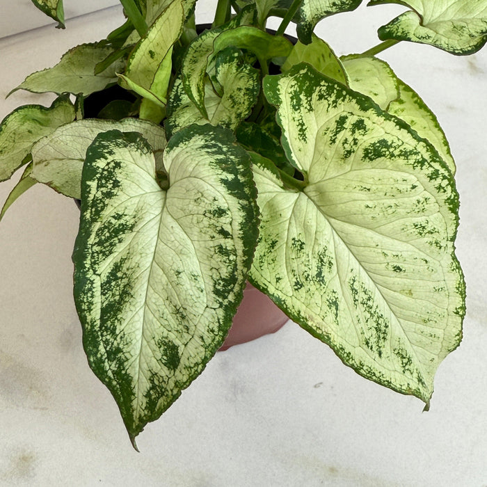 The Plant Farm® Houseplants Syngonium Holly M, 4" Plant