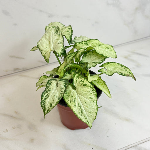 The Plant Farm® Houseplants Syngonium Holly M, 4" Plant