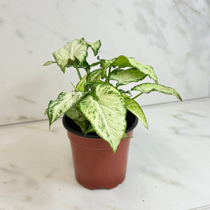 The Plant Farm® Houseplants Syngonium Holly M, 4" Plant