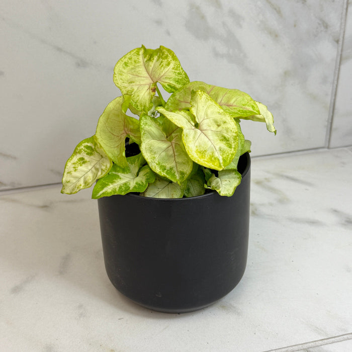 The Plant Farm® Houseplants Syngonium Nephthytis Chiffon Allusion, 4" Plant