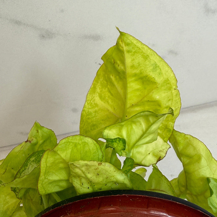 The Plant Farm® Houseplants Syngonium Nephthytis Chiffon Allusion, 4" Plant