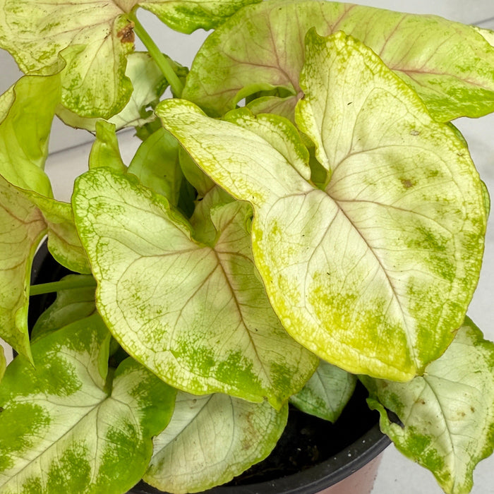 The Plant Farm® Houseplants Syngonium Nephthytis Chiffon Allusion, 4" Plant