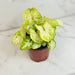 The Plant Farm® Houseplants Syngonium Nephthytis Chiffon Allusion, 4" Plant