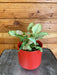 The Plant Farm® Houseplants Syngonium Nephthytis Dazzle Color, 4" Plant