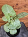 The Plant Farm® Houseplants Syngonium Nephthytis Dazzle Color, 4" Plant