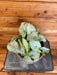 The Plant Farm® Houseplants Syngonium Nephthytis Dazzle Color, 6" Plant