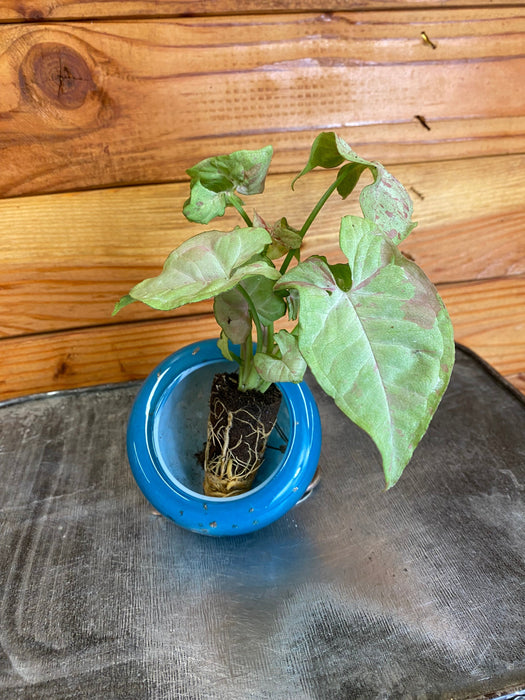 The Plant Farm® Houseplants Syngonium Nephthytis Dazzle Color, Starter Plug