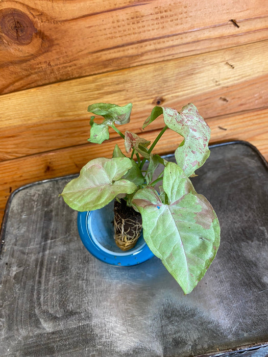The Plant Farm® Houseplants Syngonium Nephthytis Dazzle Color, Starter Plug