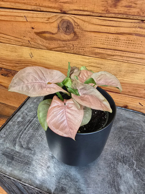 The Plant Farm® Houseplants Syngonium Nephthytis Neon, 4" Plant