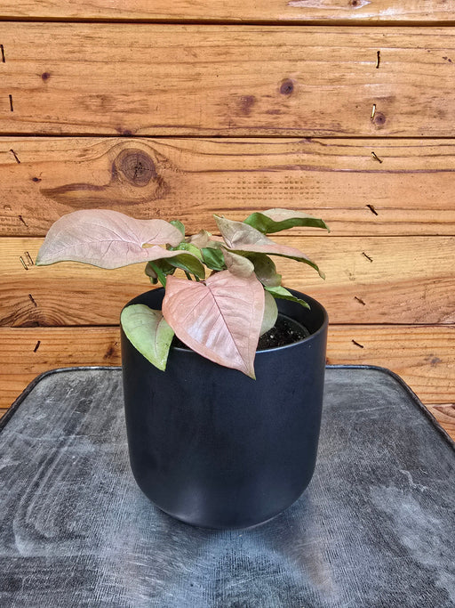 The Plant Farm® Houseplants Syngonium Nephthytis Neon, 4" Plant