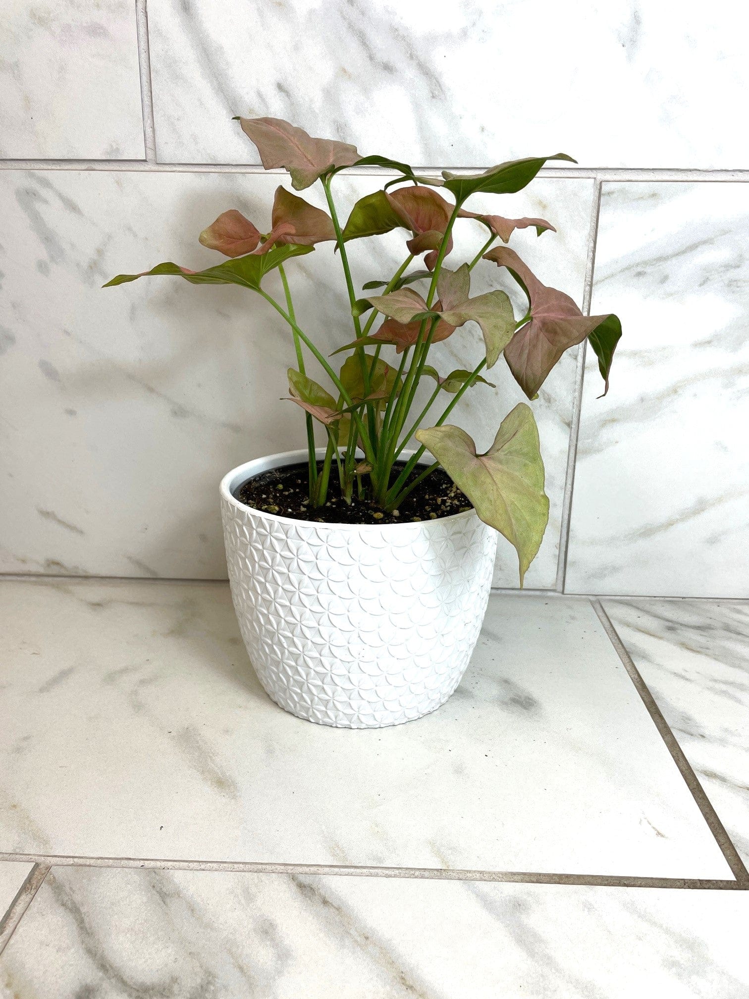 Syngonium Nephthytis Neon, 6