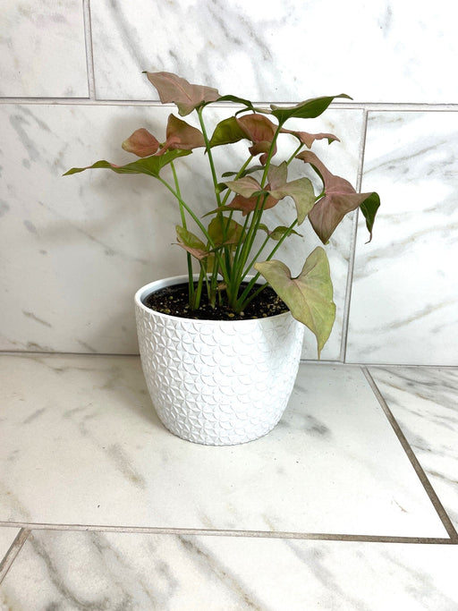 The Plant Farm® Houseplants Syngonium Nephthytis Neon, 6" Plant