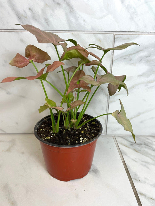 The Plant Farm® Houseplants Syngonium Nephthytis Neon, 6" Plant