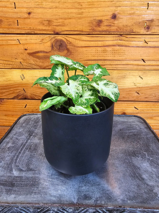 The Plant Farm® Houseplants Syngonium Nephthytis Pixie, 4" Plant