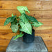 The Plant Farm® Houseplants Syngonium Panda Galaxy, 4" Plant