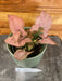 The Plant Farm® Houseplants Syngonium Perfection, 4" Plant