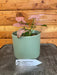 The Plant Farm® Houseplants Syngonium Perfection, 4" Plant