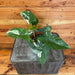 The Plant Farm® Houseplants Syngonium Podophyllum Albo-Variegatum, 4" Plant