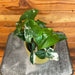 The Plant Farm® Houseplants Syngonium Podophyllum Albo-Variegatum, 4" Plant