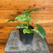 The Plant Farm® Houseplants Syngonium Podophyllum Mottled, 4" Plant