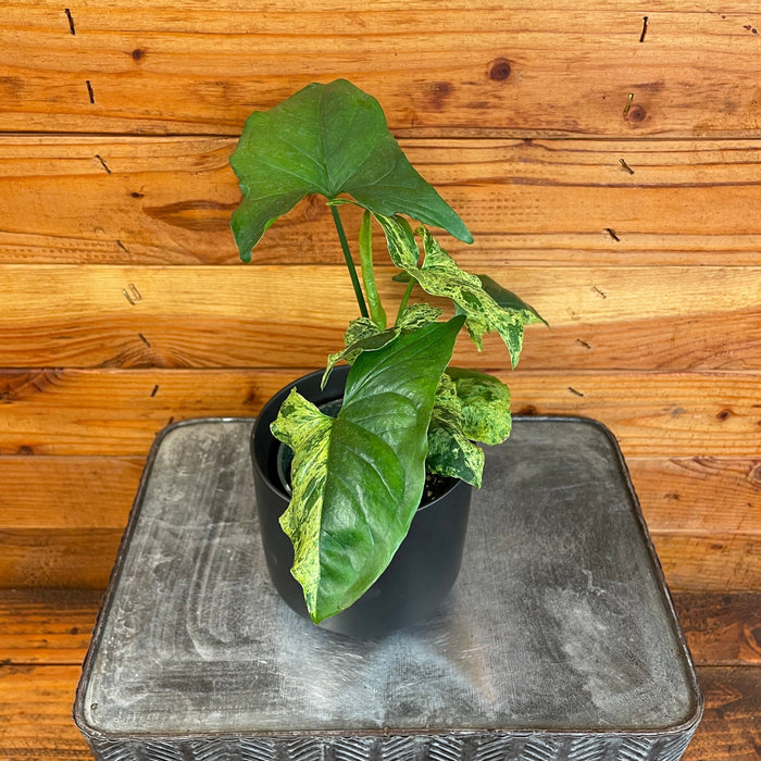 The Plant Farm® Houseplants Syngonium Podophyllum Mottled, 4" Plant