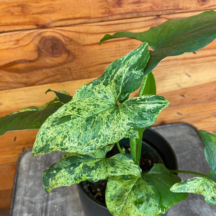 The Plant Farm® Houseplants Syngonium Podophyllum Mottled, 4" Plant