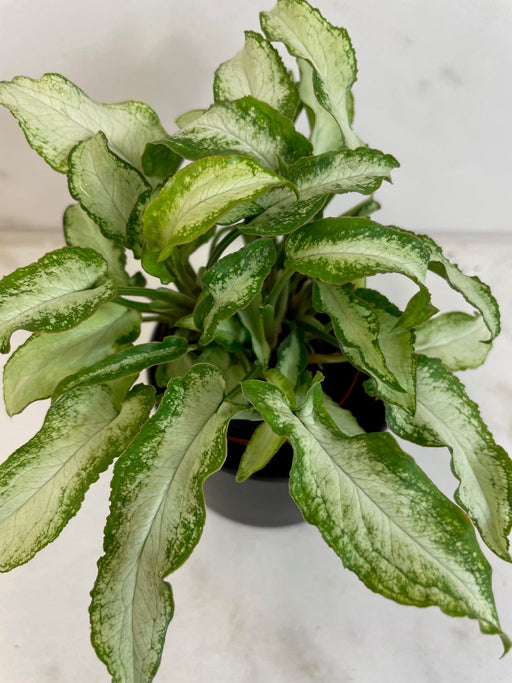 The Plant Farm® Houseplants Syngonium Podophyllum 'Three Kings', 2" Plant