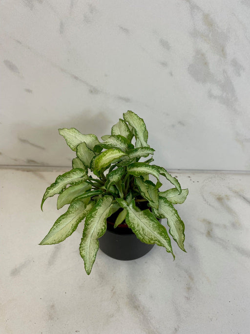 The Plant Farm® Houseplants Syngonium Podophyllum 'Three Kings', 2" Plant