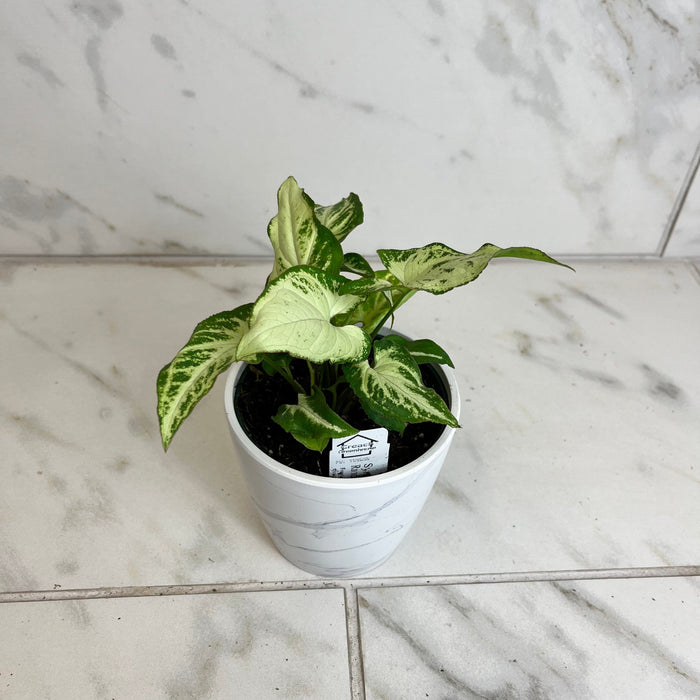 The Plant Farm® Houseplants Syngonium Randy, 4" Plant
