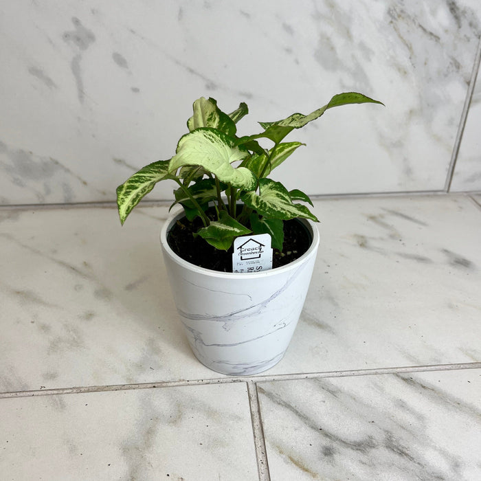 The Plant Farm® Houseplants Syngonium Randy, 4" Plant