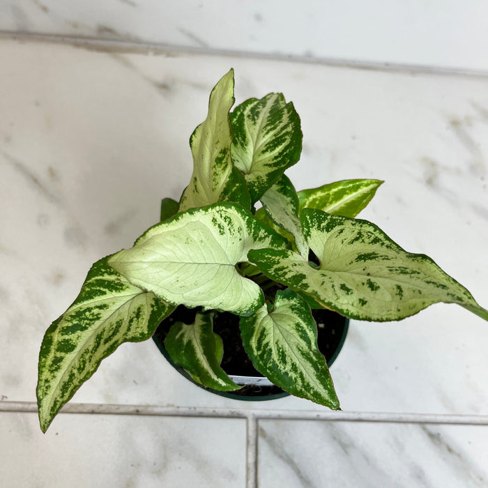 The Plant Farm® Houseplants Syngonium Randy, 4" Plant