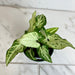 The Plant Farm® Houseplants Syngonium Randy, 4" Plant