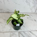 The Plant Farm® Houseplants Syngonium Randy, 4" Plant