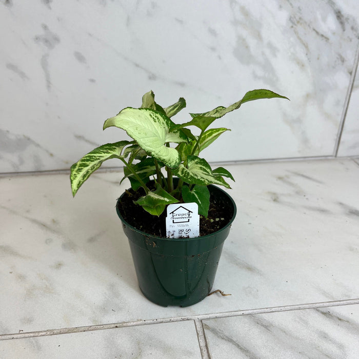 The Plant Farm® Houseplants Syngonium Randy, 4" Plant