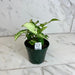The Plant Farm® Houseplants Syngonium Randy, 4" Plant