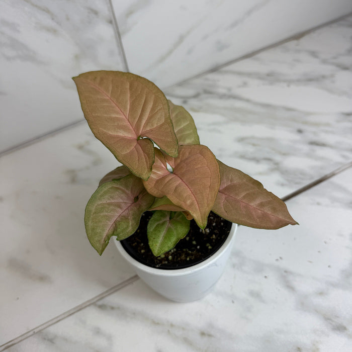 The Plant Farm® Houseplants Syngonium Regina Red, 4" Plant