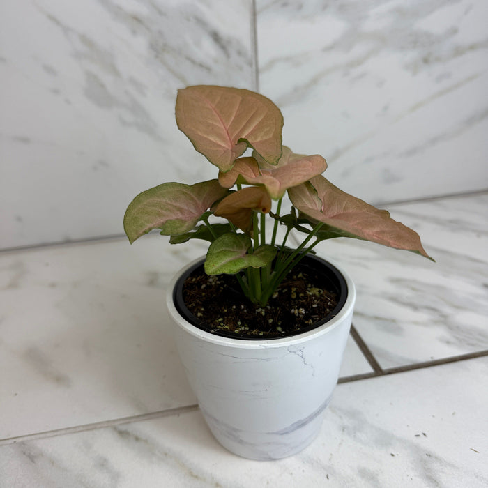 The Plant Farm® Houseplants Syngonium Regina Red, 4" Plant