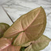 The Plant Farm® Houseplants Syngonium Regina Red, 4" Plant