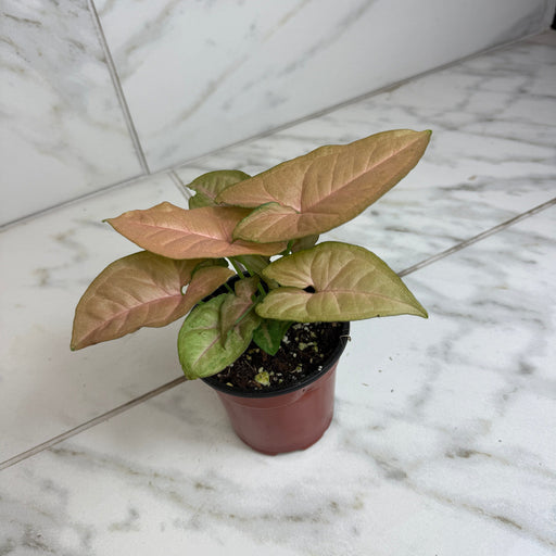 The Plant Farm® Houseplants Syngonium Regina Red, 4" Plant