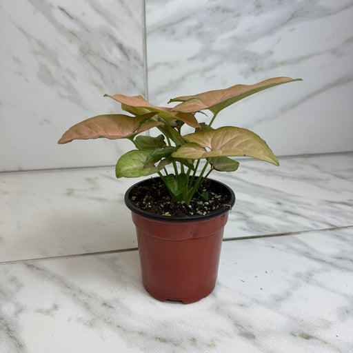 The Plant Farm® Houseplants Syngonium Regina Red, 4" Plant