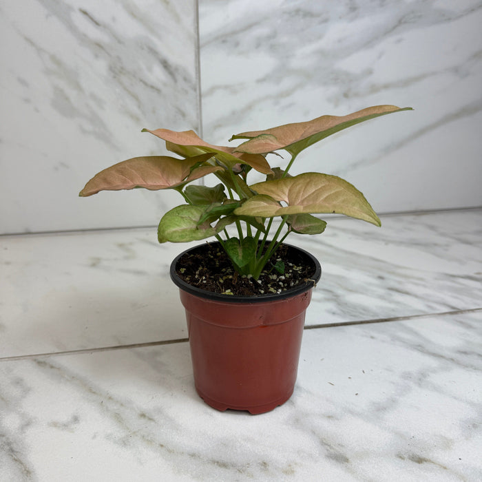 The Plant Farm® Houseplants Syngonium Regina Red, 4" Plant