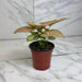 The Plant Farm® Houseplants Syngonium Regina Red, 4" Plant