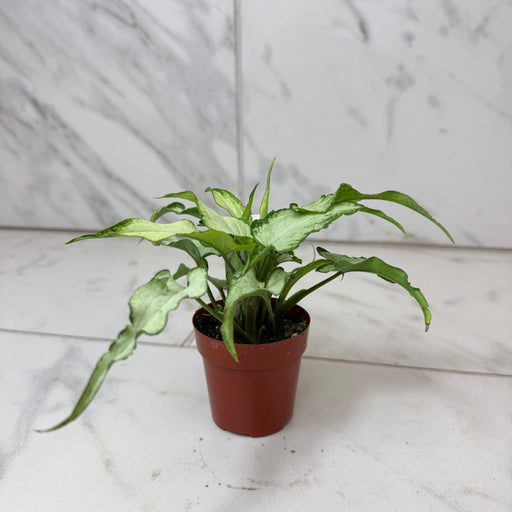 The Plant Farm® Houseplants Syngonium Silver Fox, 2" Plant