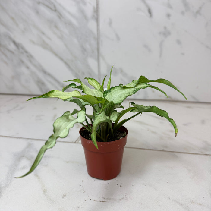 The Plant Farm® Houseplants Syngonium Silver Fox, 2" Plant