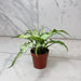 The Plant Farm® Houseplants Syngonium Silver Fox, 2" Plant