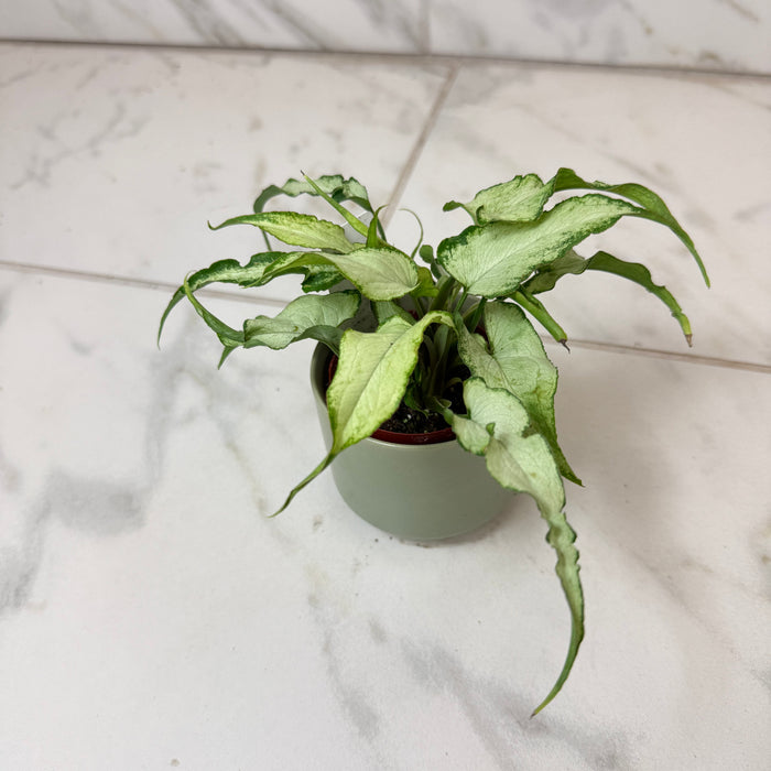 The Plant Farm® Houseplants Syngonium Silver Fox, 2" Plant